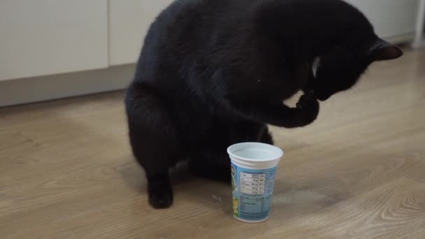 Cat Drinking Milk Plastic Glass Licking Grooming Her Leg Fingers — Stock Video