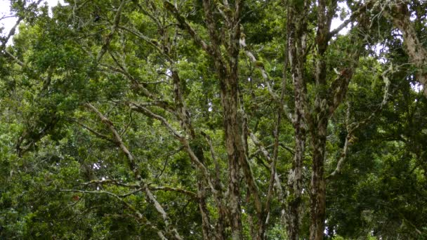 熱帯雨林の木々の苔生した枝の間には 白と黒のアカンの木の鳥が飛んでいます — ストック動画