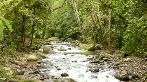 Bellissimo Torrente Cascata Lungo Pavimento Della Giungla Circondato Alberi Muschiati — Video Stock