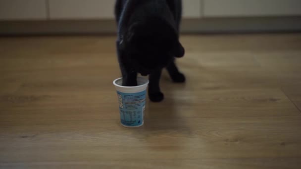 Kot Pije Mleko Plastikowego Szkła Liżąc Jej Palce Nóg — Wideo stockowe