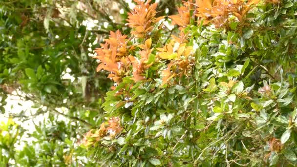 Beautiful Orange White Bird Fly Orange Flowers Middle Rain Forest — Αρχείο Βίντεο