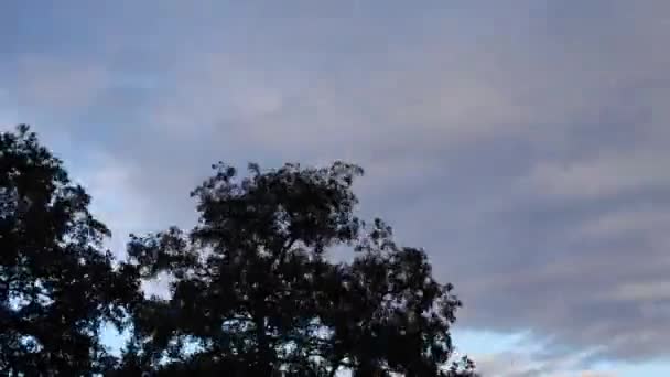 Árboles Contra Cielo Azul Con Nubes Esponjosas Arco Iris Verano — Vídeo de stock