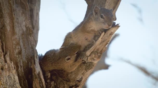 Jovem Esquilo Árvore Mamando Sua Mãe Uma Árvore — Vídeo de Stock