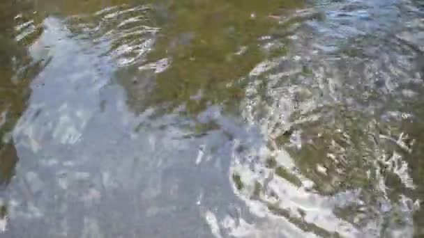 Les Poissons Frais Pays Natal Nagent Autour Eau Douce Peu — Video