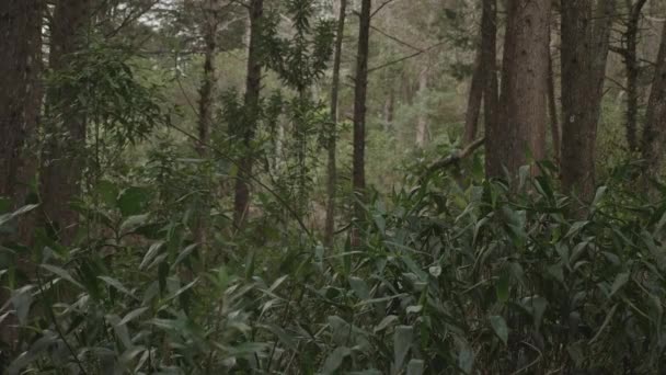 Forêt Colombienne Dans Département Antioquia — Video