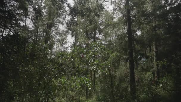 Foresta Colombiana Nel Dipartimento Antioquia — Video Stock