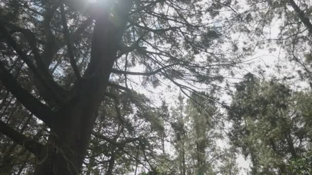 Antioquia Departmanındaki Kolombiya Ormanı — Stok video
