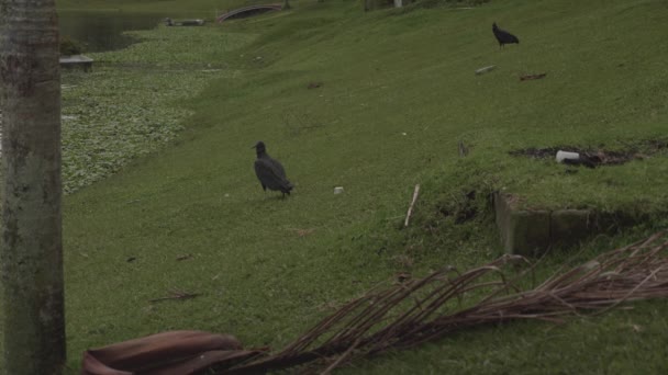 Oiseau Noir Dans Lac Guatap Dans Département Antioquia Colombie — Video