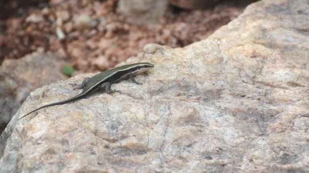 Lézard Posé Sur Roche Granit Soleil Une Fourmi Touché Jambe — Video