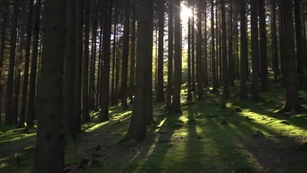 Pine Forest Sunshine Slow Motion Shadows — Video Stock