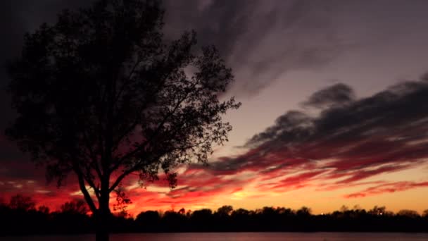 Słońce Zachodzi Drzewem Nad Zatoką — Wideo stockowe