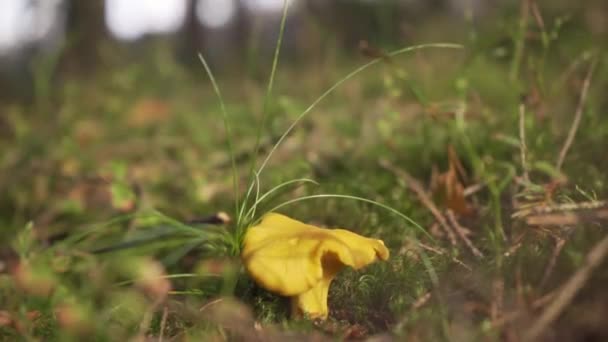 Una Mano Che Raccoglie Fungo Finferli Dal Terreno Foresta Erboso — Video Stock