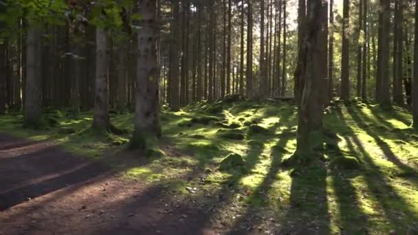Ένα Μονοπάτι Μέσα Από Ένα Καταπράσινο Δάσος Από Έλατο Μαγεμένες — Αρχείο Βίντεο