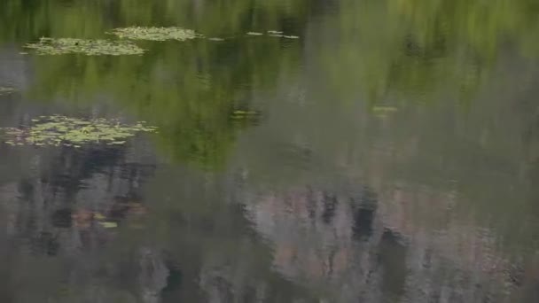 Reflexão Árvores Montanha Lagoa Com Lírios Flutuantes Água Bela Luz — Vídeo de Stock