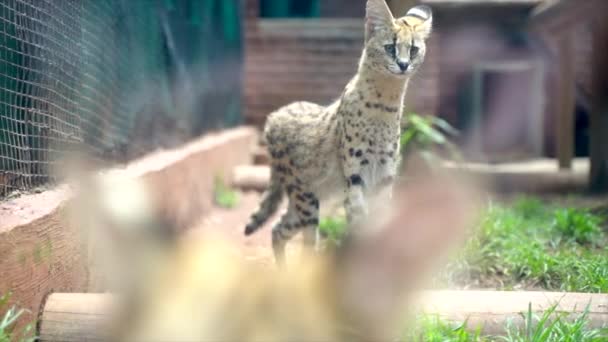 Pan Shot Van Een Afrikaanse Serval Kat — Stockvideo