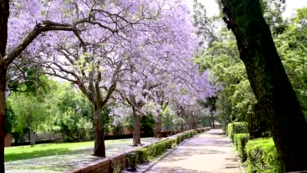 Paarse Bloeiende Bomen Langs Loopbrug Stedelijk Park Jacaranda Boom — Stockvideo