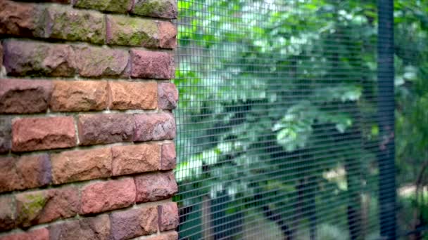 Панорамний Знімок Дротяного Паркану Кам Яною Стіною Рослинами Нею — стокове відео