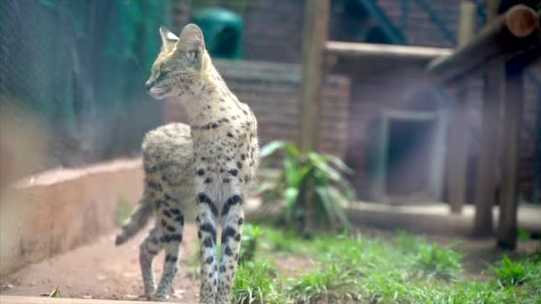 Ampla Foto Gato Serval Africano Zoológico — Vídeo de Stock