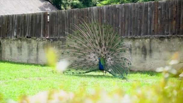 Amplio Tiro Pavo Real Macho Que Muestra — Vídeo de stock