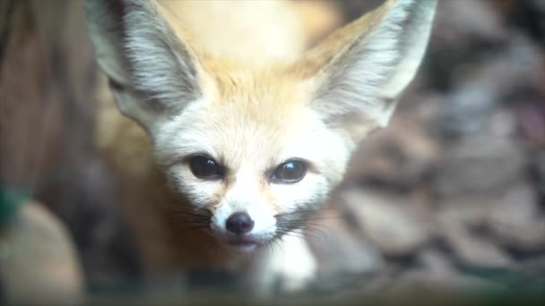 Primer Plano Zorro Saharaui Fennec — Vídeos de Stock