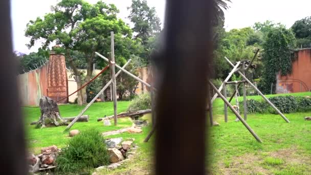 Foto Panoramica Recinto Animali Uno Zoo Con Recinzione Primo Piano — Video Stock