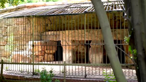 Breed Shot Van Een Vintage Dierenkooi Johannesburg Zoo Zuid Afrika — Stockvideo