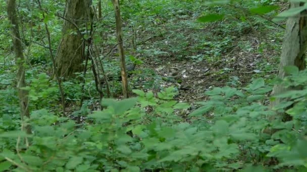 Rodina Divokých Krocanů Projíždějících Kolem Lesním Prostředí Široký Záběr — Stock video
