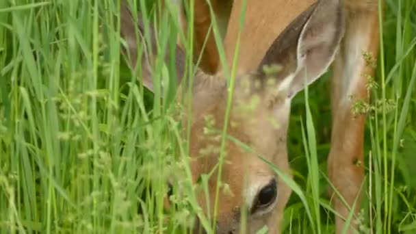 Close Shot White Tail Deer Feeds Grass Forests Edge — Stock Video