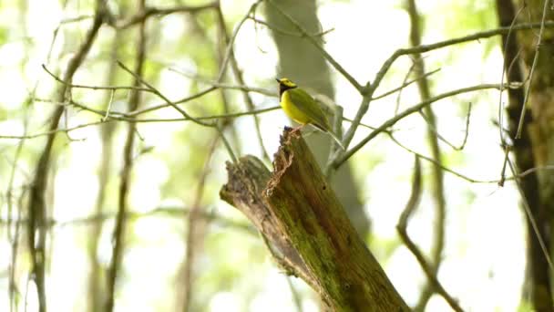 Individual Hooded Warbler Using Mating Song Attract Females Forest Static — Stock Video
