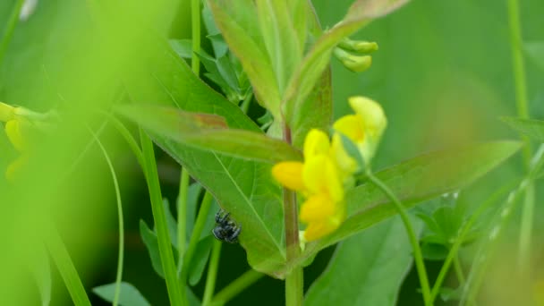 Macro Shot Spider Crawling Leaf Disappearing Out Frame Yellow Flower — Vídeo de Stock