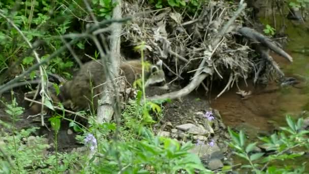 Пушистый Енот Выходит Леса Отправляется Вверх Течению Маленького Ручья Лесу — стоковое видео