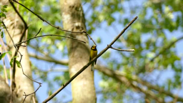 Χαριτωμένο Κίτρινο Hooded Warbler Σκαρφαλωμένο Κλαδί Δέντρου Στο Ηλιόλουστο Δάσος — Αρχείο Βίντεο