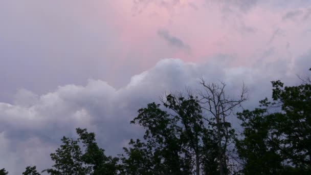 Вид Розового Фиолетового Неба Заглядывающего Верхушки Деревьев Леса — стоковое видео