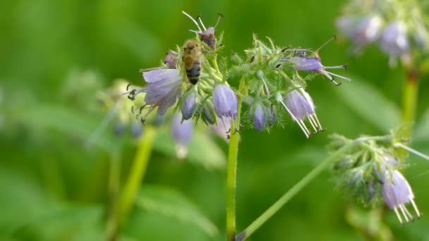 Api Che Nutrono Del Polline Fiori Campana Viola Nel Sottobosco — Video Stock