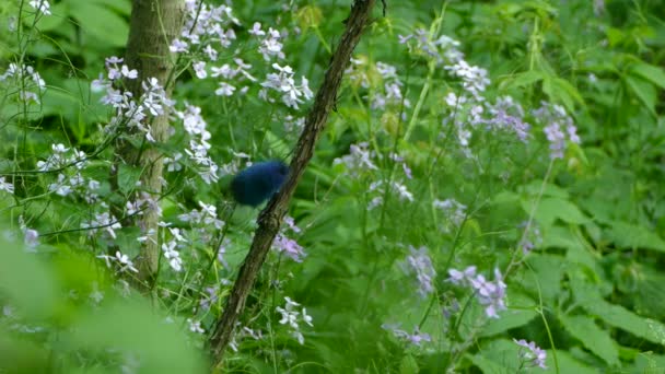 Blue Black Bird Takes Brown Bird Flies Scene Landing Branch — Αρχείο Βίντεο