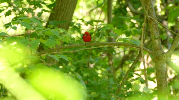 Pequeño Pájaro Rojo Con Alas Negras Encaramadas Una Rama Antes — Vídeos de Stock