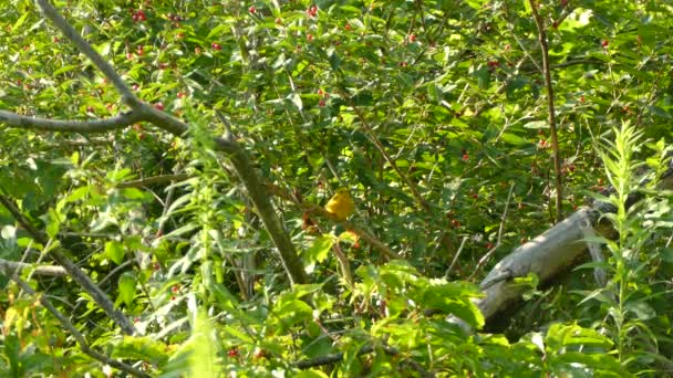 Ein Gelber Vogel Sitzt Auf Einem Zweig Umgeben Von Grüner — Stockvideo