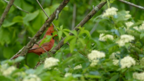 Красива Червона Пташка Гілці Лісі Білими Квітами Передньому Плані — стокове відео