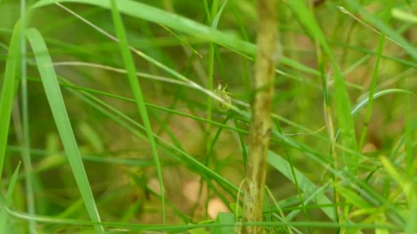 緑豊かな環境の中で草の上を歩くシールドバグ — ストック動画