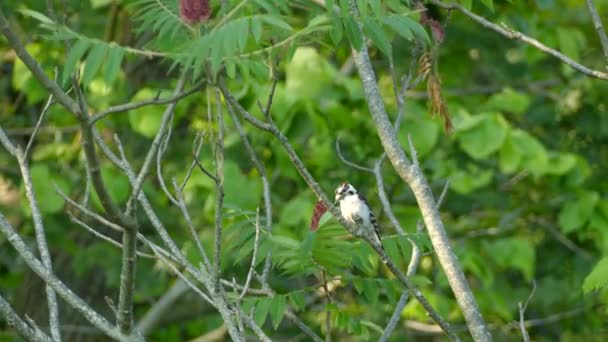 Downy Woodpecker Bird Pecking Wooden Branch Green Blurred Background Conservation — Stock Video