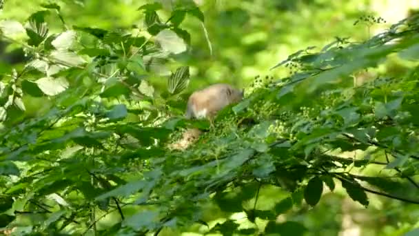 Ekorre Äta Nöt Trädgren Omgiven Gröna Blad Naturlig Miljö Med — Stockvideo