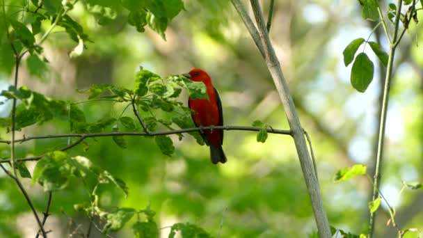 Niedlicher Kleiner Roter Und Schwarzer Vogel Der Auf Einem Kleinen — Stockvideo