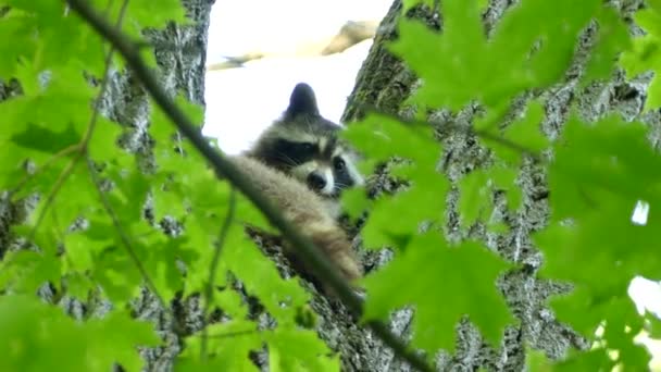 Mapache Encaramado Tronco Árbol Forma Medio Del Bosque Mirando Hacia — Vídeo de stock