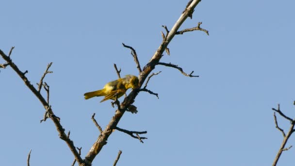 Жовтий Warbler Птах Летить Гілки Дерева Листя Фоні Блакитного Неба — стокове відео