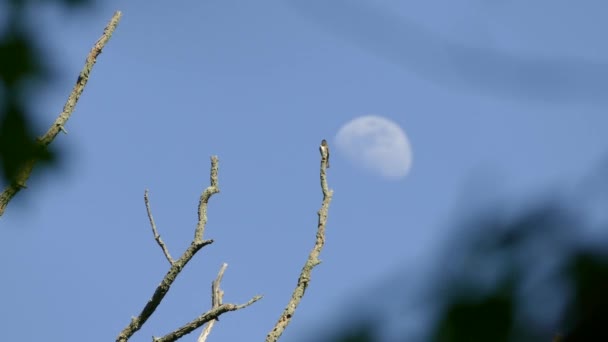 Fågel Uppsatt Toppen Ett Träd Gren Med Månen Bakgrunden — Stockvideo