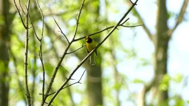 Капюшоном Warbler Мирно Дивлячись Навколо Присідання Гілці Перш Ніж Літати — стокове відео