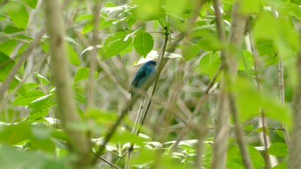 Pájaro Azul Aguamarina Cantando Mientras Está Posado Una Rama Medio — Vídeo de stock