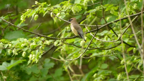 杉の木の棒に滞在し 緑の自然の背景と飛んで鳥をワックス — ストック動画