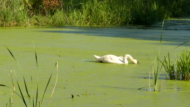 Белые Лебеди Плавают Едят Зеленые Растения Над Озером Концепция Сохранения — стоковое видео