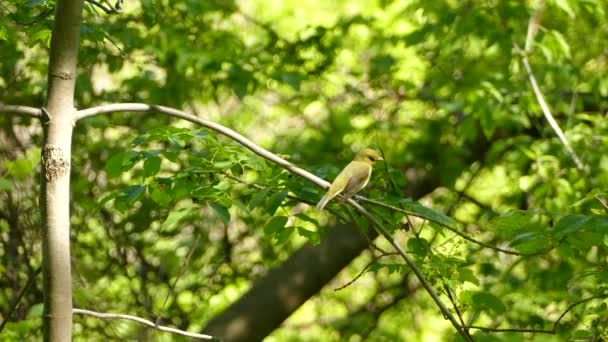 Precioso Pájaro Verde Amarillo Posado Una Rama Medio Del Frondoso — Vídeos de Stock